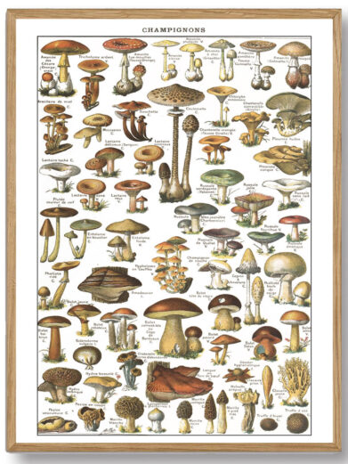 Millots Svampe-plakat kombinerer videnskabelig præcision med kunstnerisk finesse og giver et indblik i svampenes verden. Ideel for naturinteresserede og dem, der ønsker at integrere et stykke af naturens fascinerende mangfoldighed i deres hjem.