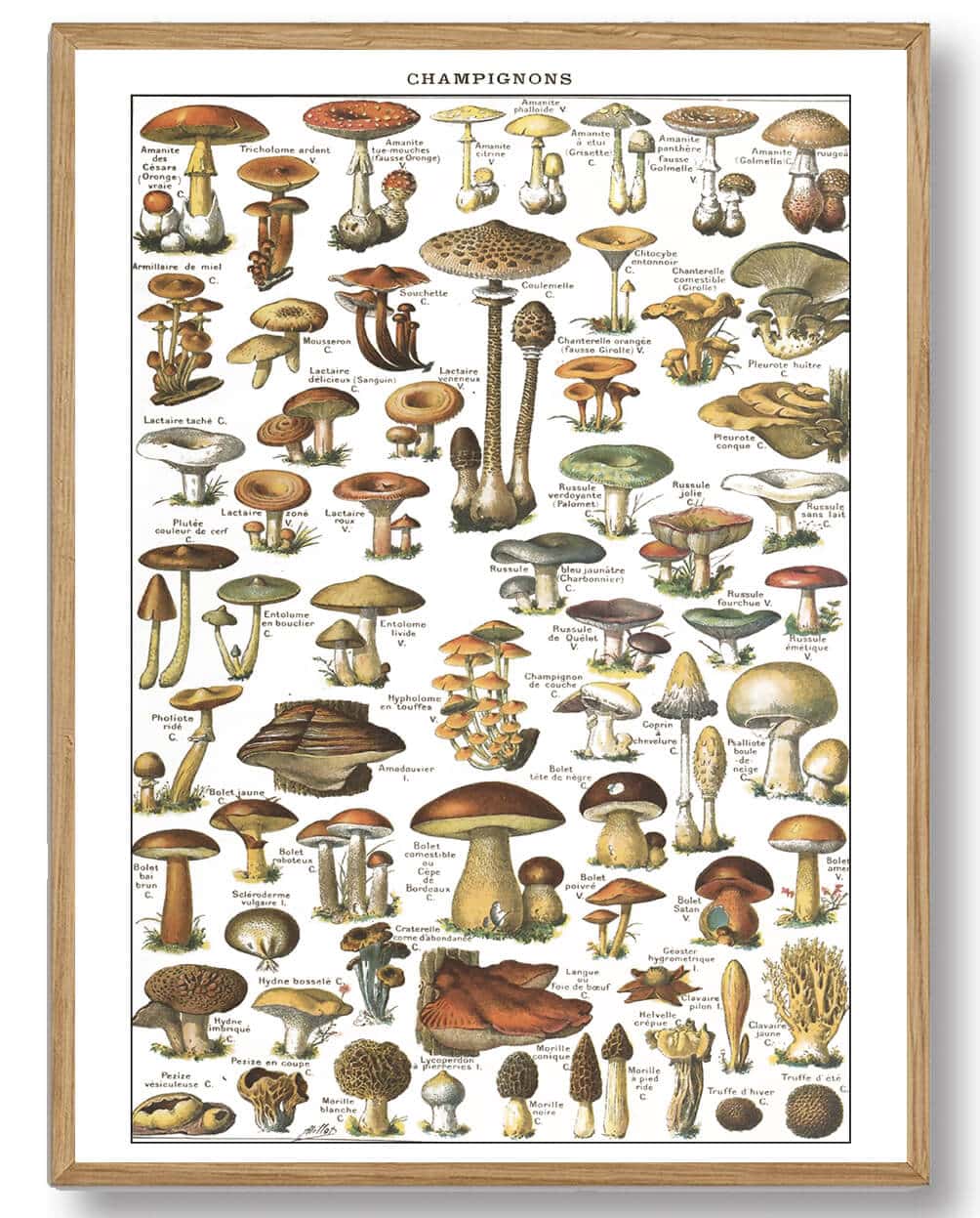 Adolphe Millot - Svampe