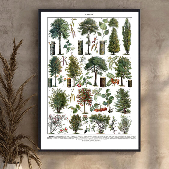 En smukt udført botanisk illustration, hvor kunst og videnskab smelter sammen. Millots gengivelse af træer skaber et tidløst og klassisk udtryk, der afspejler en æra, hvor naturen blev dokumenteret med stor præcision og detaljeret dygtighed.