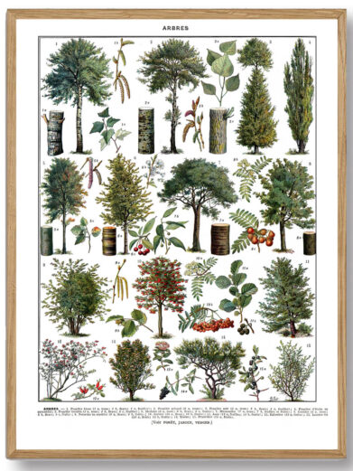 Millots Træer-plakat kombinerer videnskabelig præcision med kunstnerisk finesse og giver et fascinerende indblik i træernes verden. Den er perfekt til naturinteresserede og dem, der ønsker at bringe naturens skønhed og styrke ind i deres hjem.