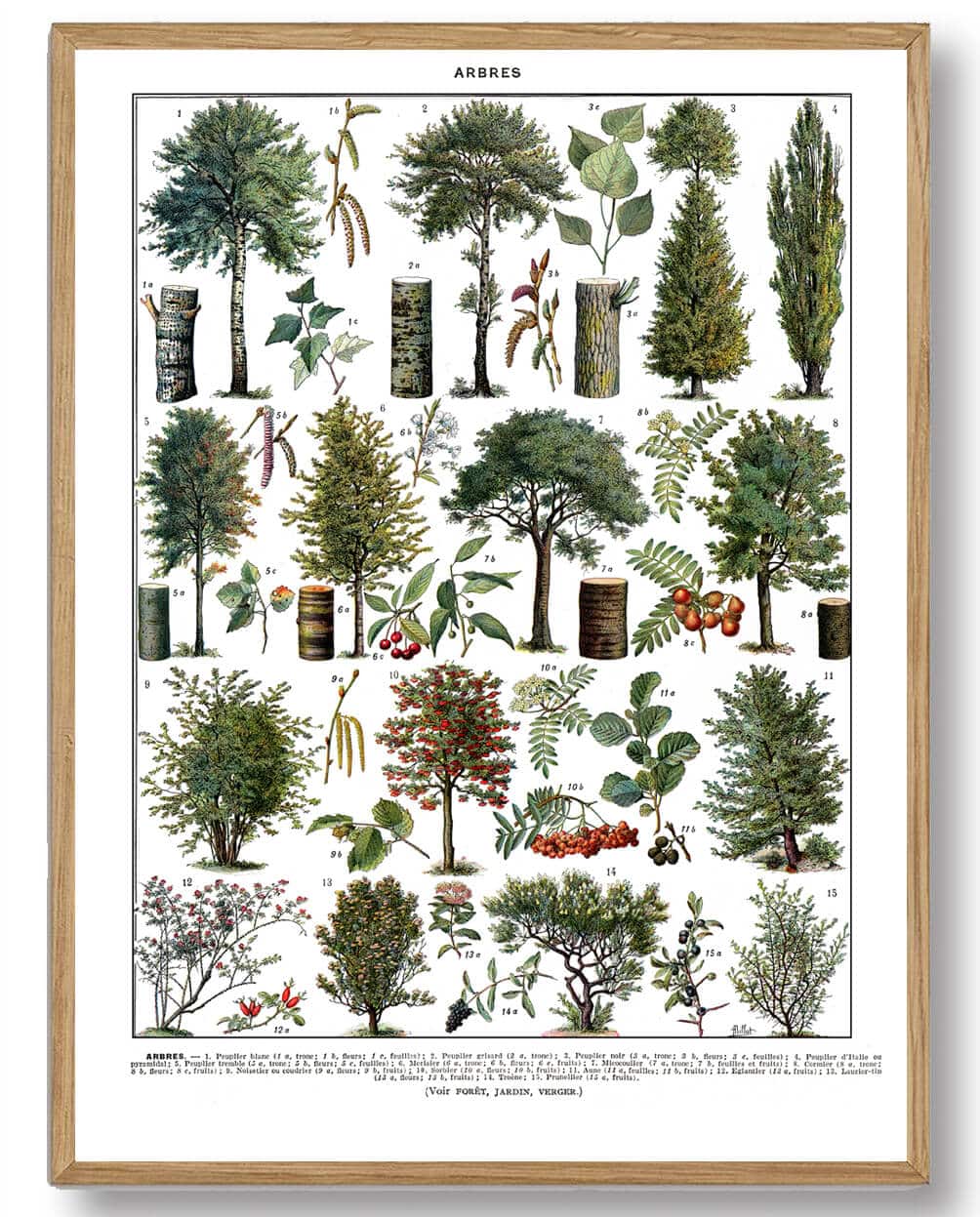 Adolphe Millot - Træer