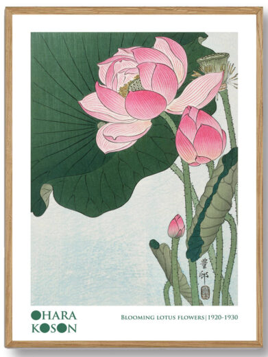 En elegant plakat, der viser Ohara Kosons Lotus, hvor blomsten hviler fredeligt på vandet. De bløde farver og den fine detaljering af lotusens form skaber en følelse af indre ro og en visuel flugt til naturens stille skønhed.