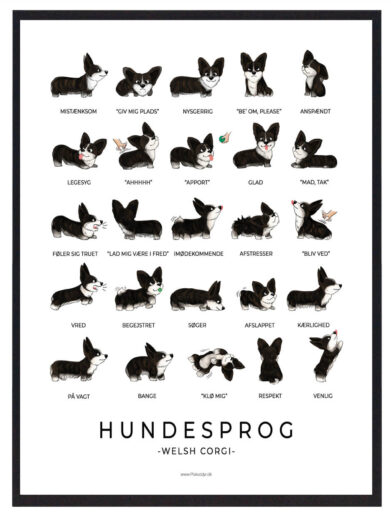 Welsh Corgi Cardigan - Hundesprog plakat