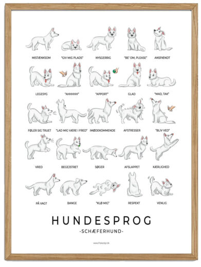 Schæferhund hvid plakat - Hundesprog