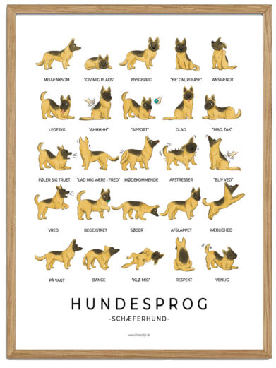 Schæferhund plakat - Hundesprog