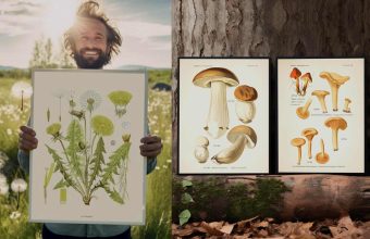 Natur plakater til bolig: Løvetand og svampe illustrationer. Mobil menu boligindretning med natur tema.